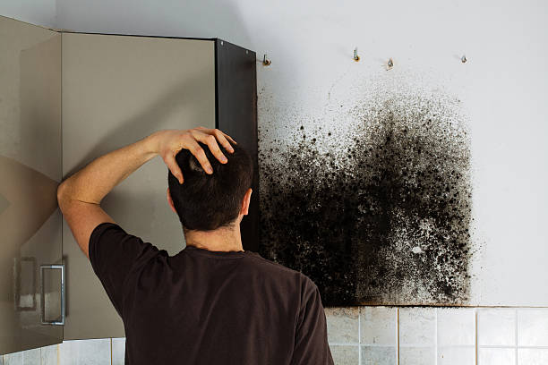 Best Mold Odor Removal Services  in Pleasureville, KY